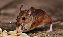 24 Hour & Emergency Exterminators in Saint Thomas, PA